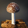 Zdjęcie: muchomor plamisty - Amanita pantherina.jpg